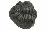 Wide, Perfectly Enrolled Pedinopariops Trilobite #229833-2
